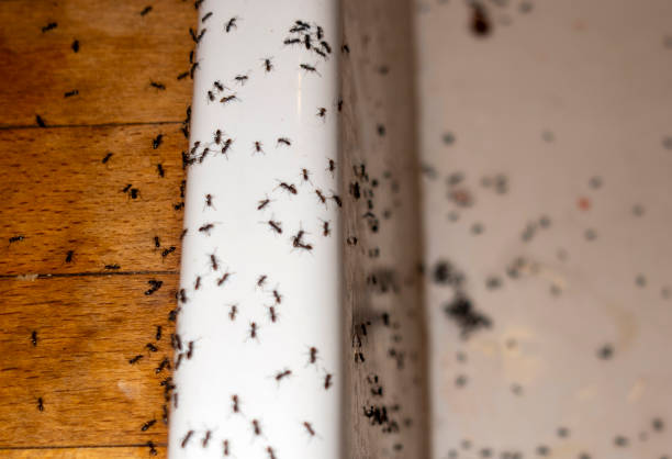 Best Ant Control Services  in Keenesburg, CO